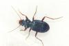 Leistus spinibarbis